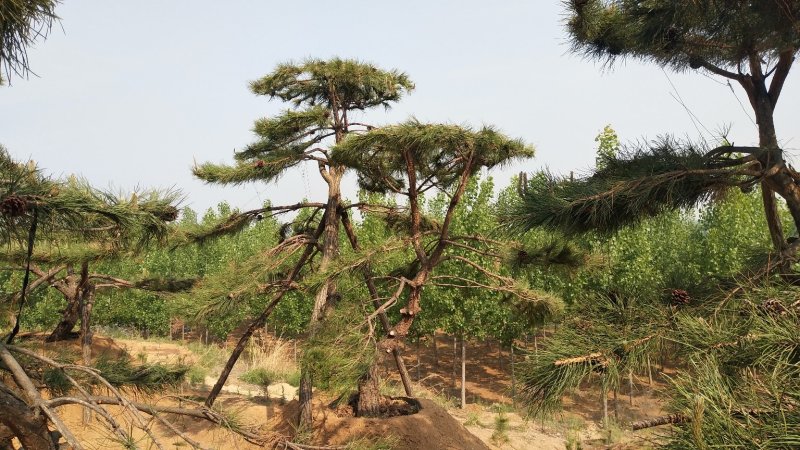 造型松
