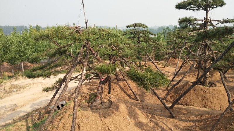 造型松