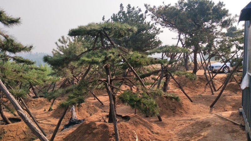 造型松