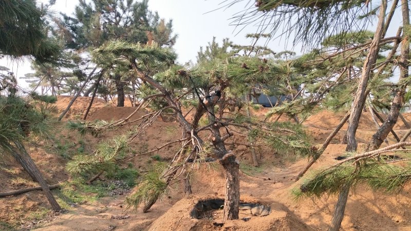 造型松