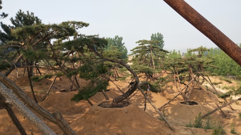 造型松