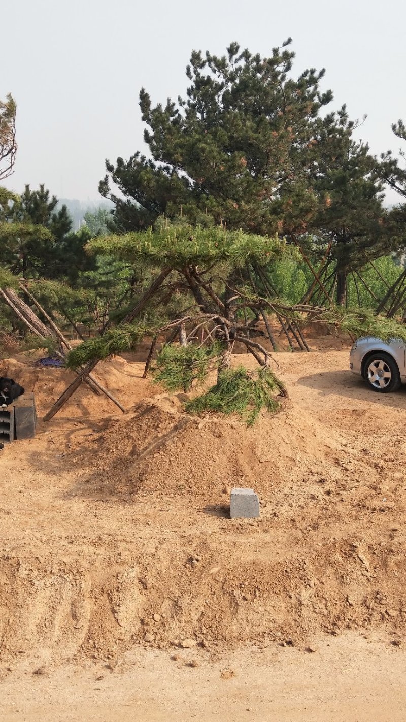 造型松