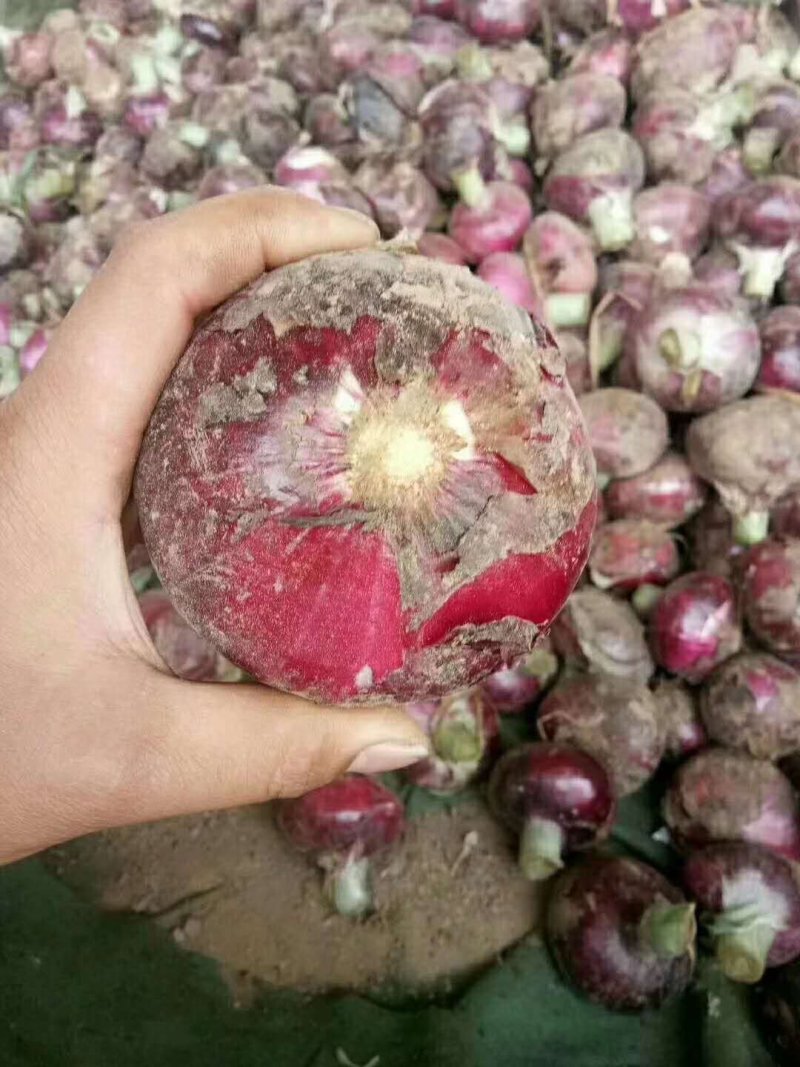 通许万亩紫皮洋葱二红皮洋葱大量供应产地直发