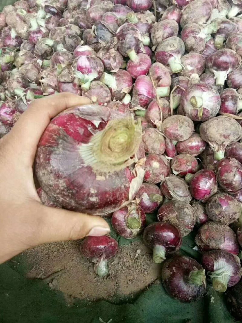 通许万亩紫皮洋葱二红皮洋葱大量供应产地直发