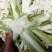 花菜,河南花菜,通许有机散花大量上市产地直发,质量保证。