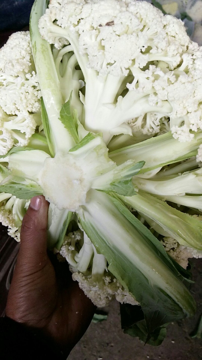 花菜，河南花菜，通许有机散花大量上市产地直发，质量保证。