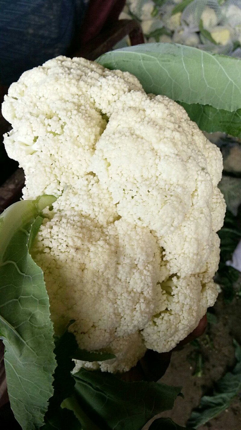 花菜，河南花菜，通许有机散花大量上市产地直发，质量保证。
