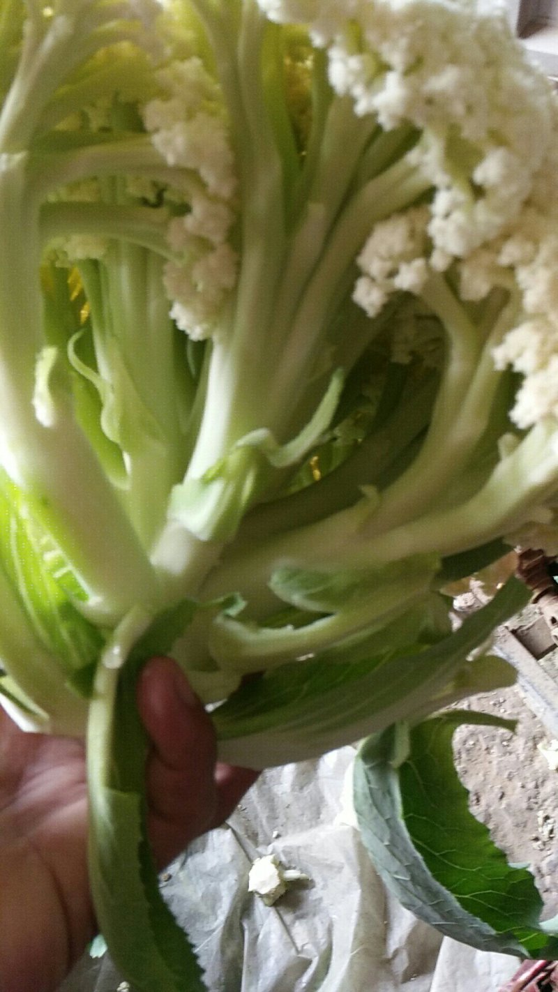 花菜，河南花菜，通许有机散花大量上市产地直发，质量保证。