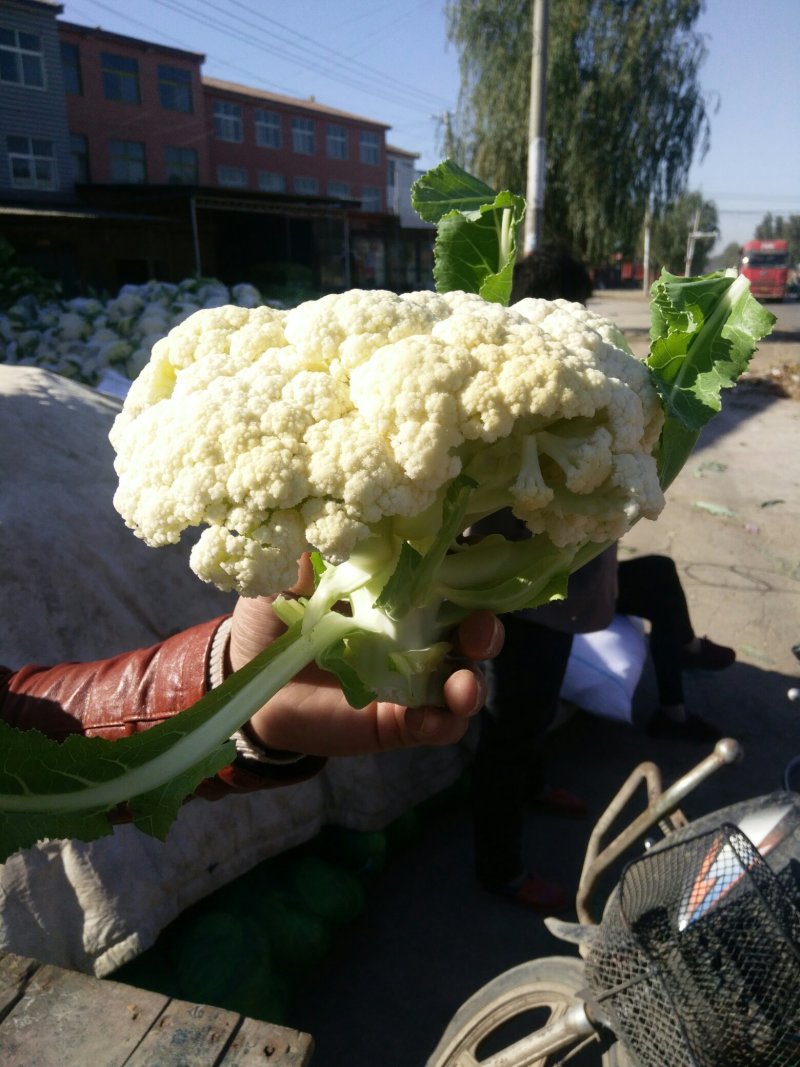 花菜，河南花菜，通许有机散花大量上市产地直发，质量保证。