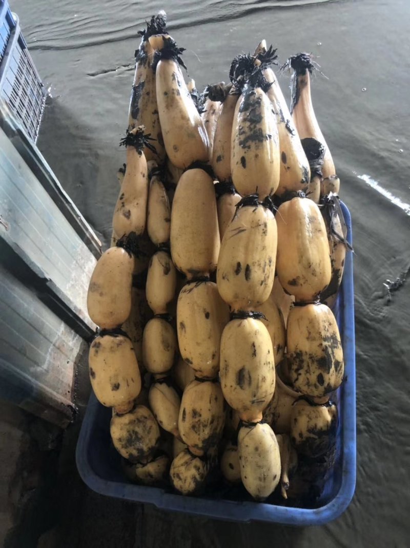 莲藕，鄂莲6号，大量上市中。货源充足，