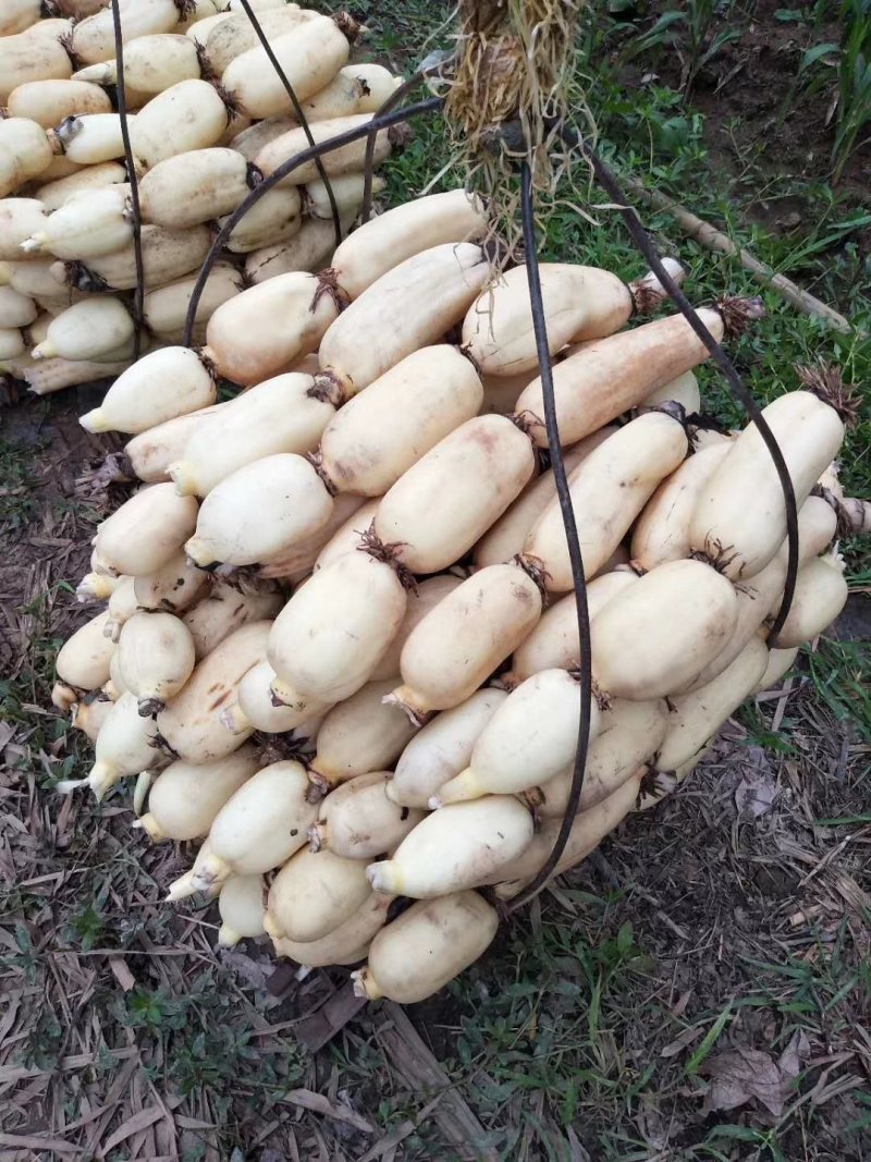 莲藕，鄂莲6号，大量上市中。货源充足，