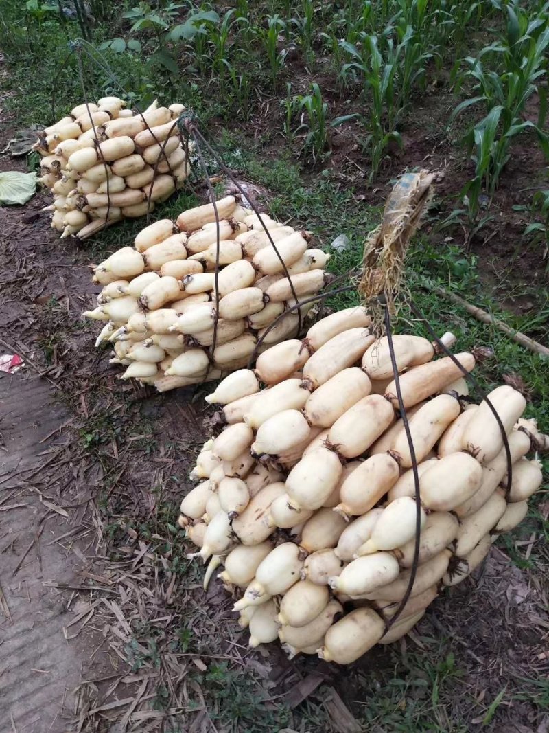 莲藕，鄂莲6号，大量上市中。货源充足，