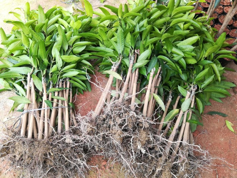 金煌芒果苗，正品嫁接苗，果大，果肉香甜，果核很扁