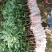 无核荔枝苗，A4新品种，嫁接苗，挂果快，大小规格都有