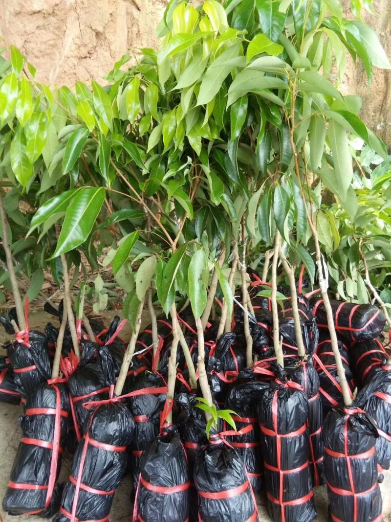 无核荔枝苗，A4新品种，嫁接苗，挂果快，大小规格都有