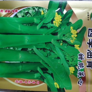 四季油青甜脆菜心种子早熟株型紧凑油绿色播种收获28天