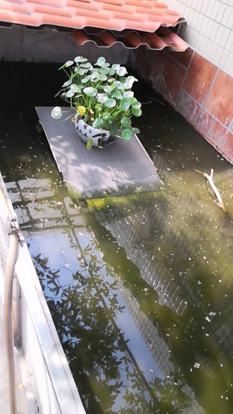 火焰龟