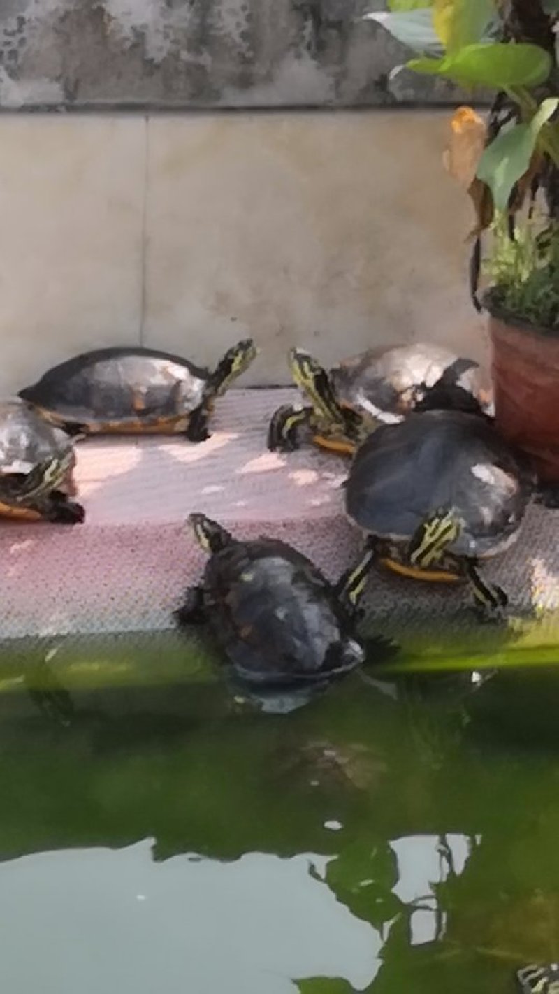 火焰龟