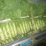 三青莴苣