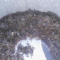 蟹苗江苗大闸蟹苗