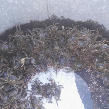 蟹苗江苗大闸蟹苗