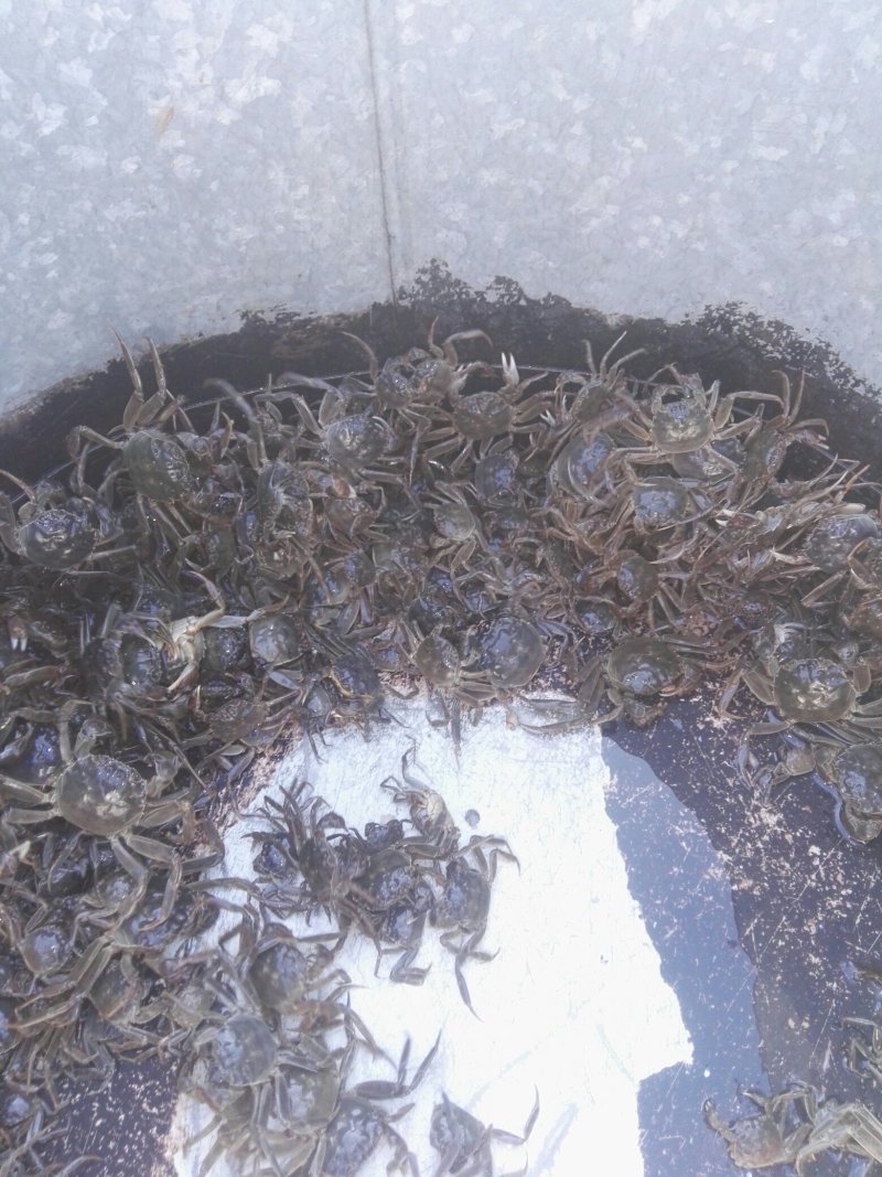 蟹苗江苗大闸蟹苗