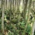 五分六分八分晚樱袋苗曰本樱花销售