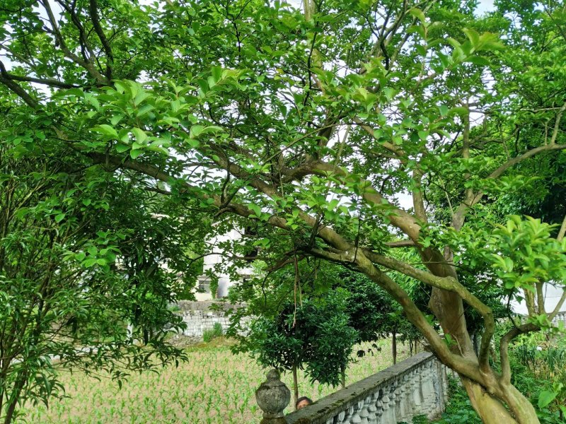 大量原生大红精品、异形、斜飘紫薇