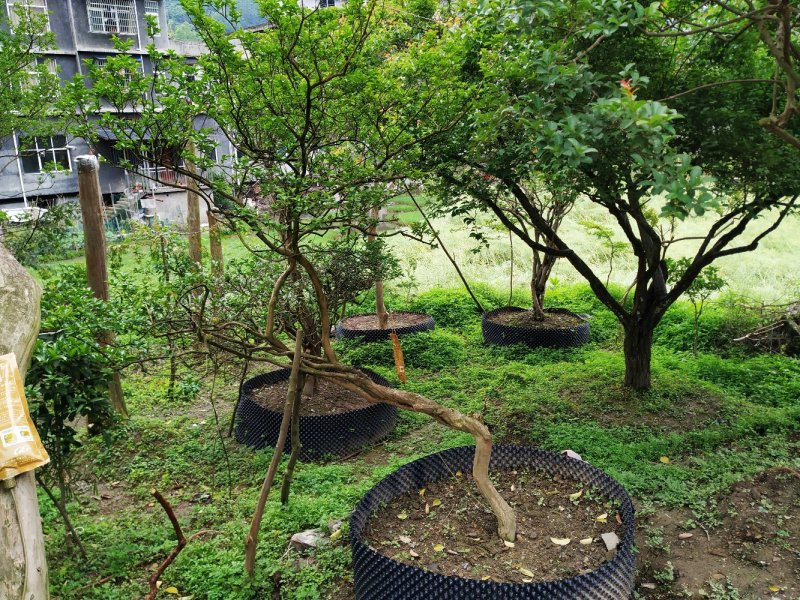 大量原生大红精品、异形、斜飘紫薇