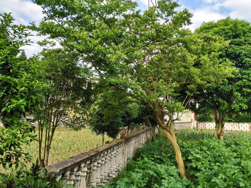 大量原生大红精品、异形、斜飘紫薇