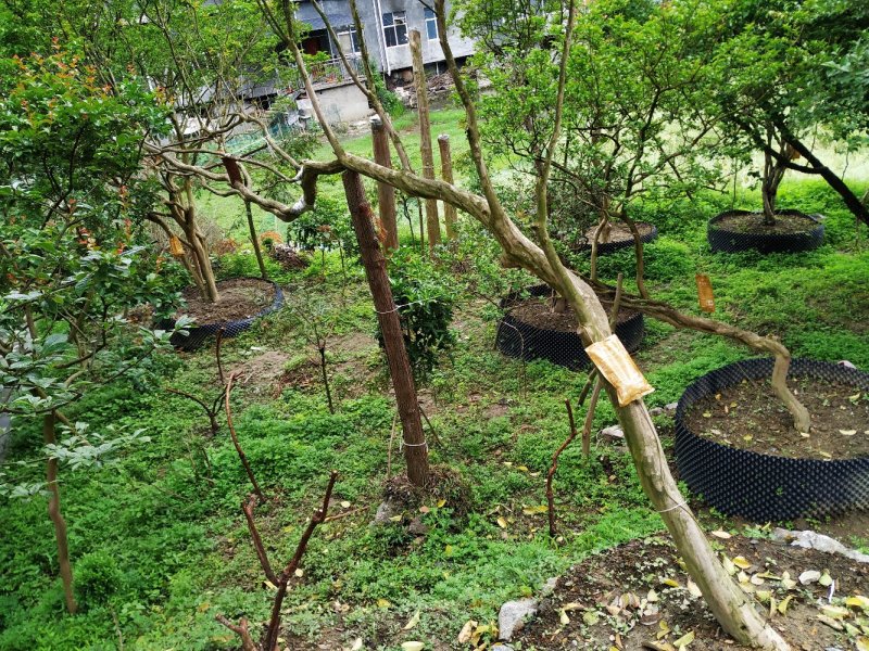 大量原生大红精品、异形、斜飘紫薇