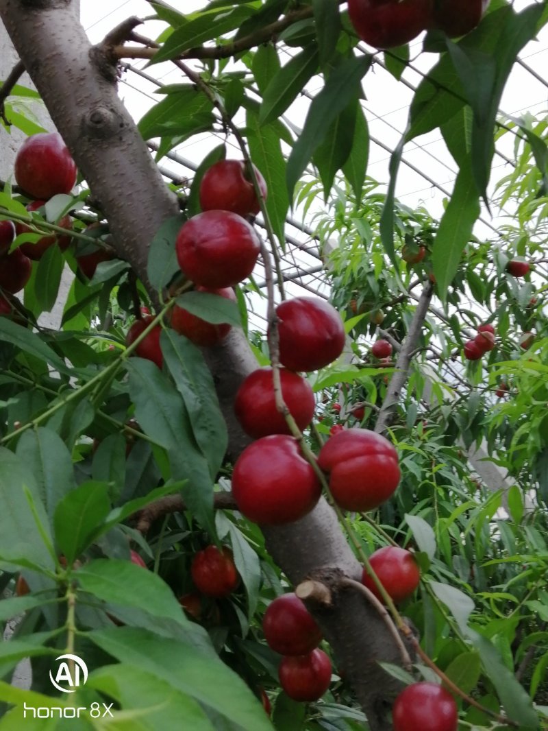 油桃