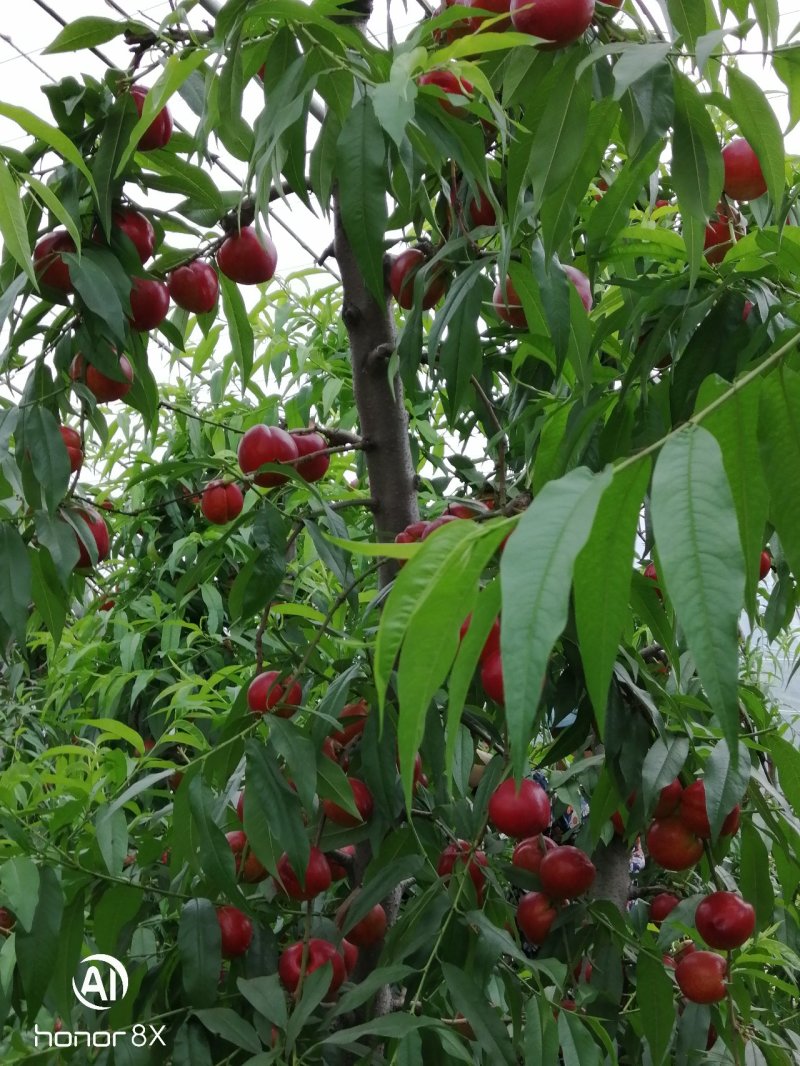 油桃