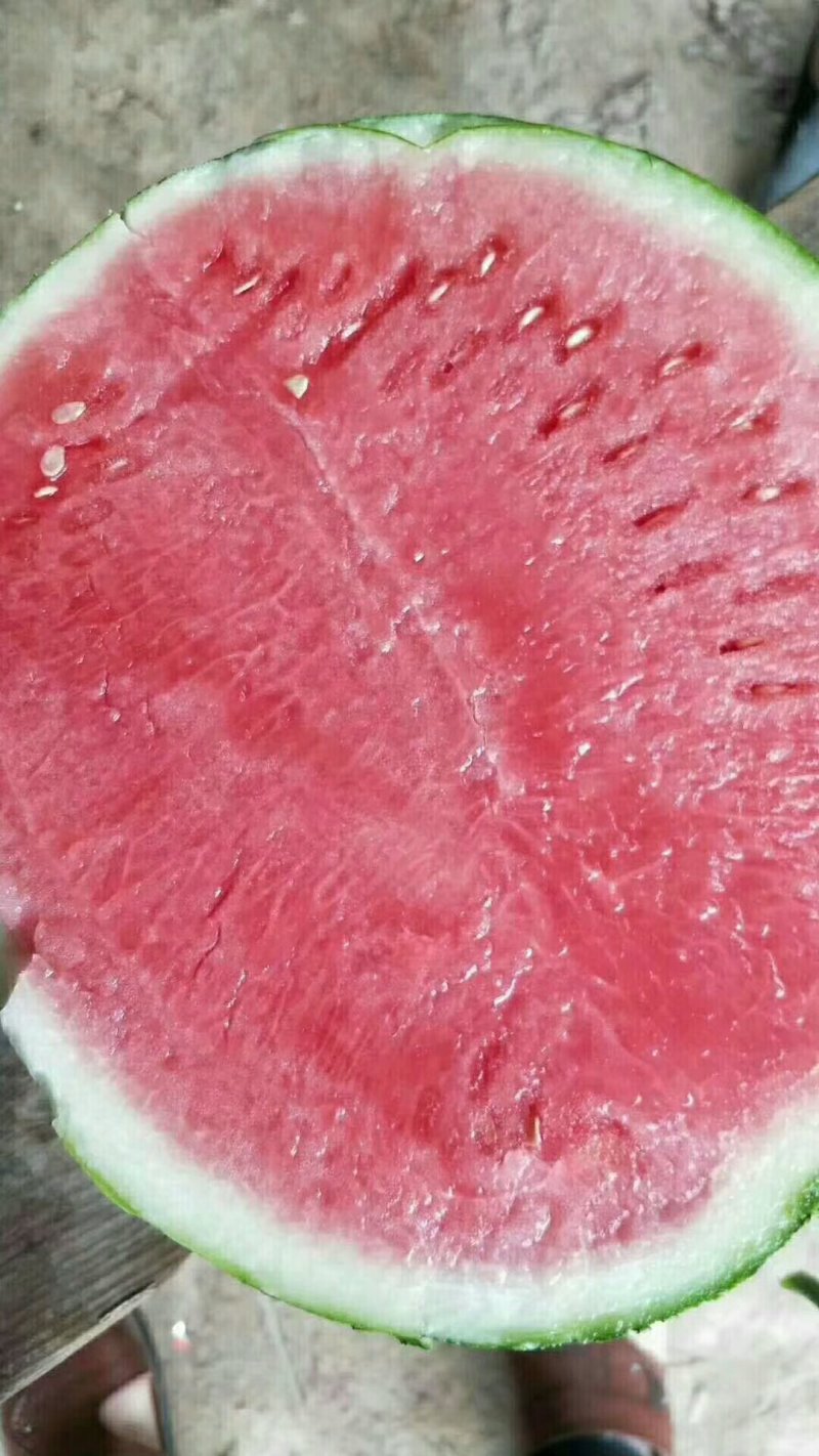 8424西瓜🍉以大量上市...