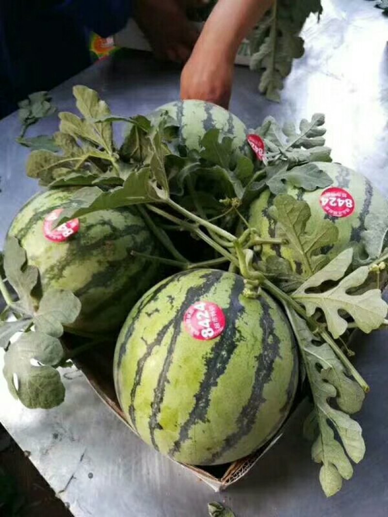 8424西瓜6斤打底8成熟1茬