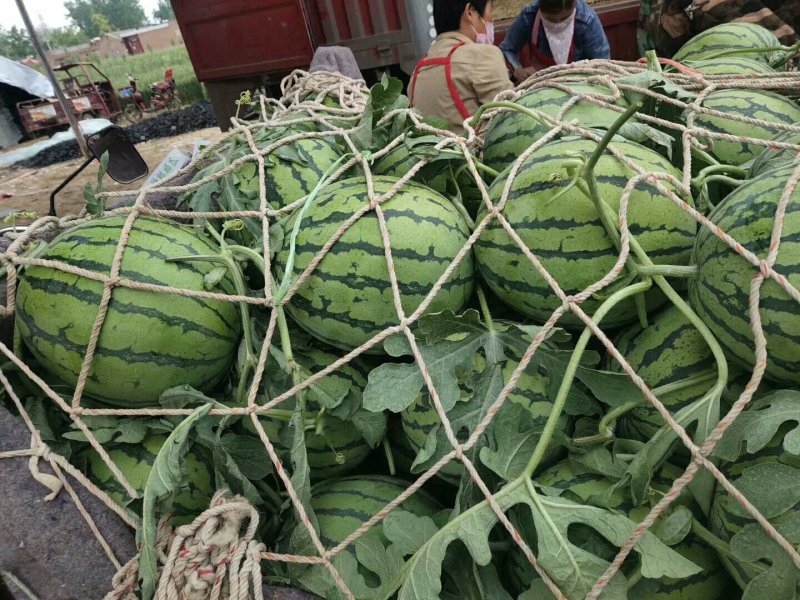 8424西瓜🍉以大量上市...