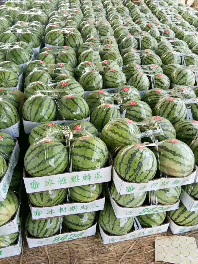 8424西瓜🍉以大量上市...