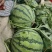 8424西瓜🍉以大量上市...