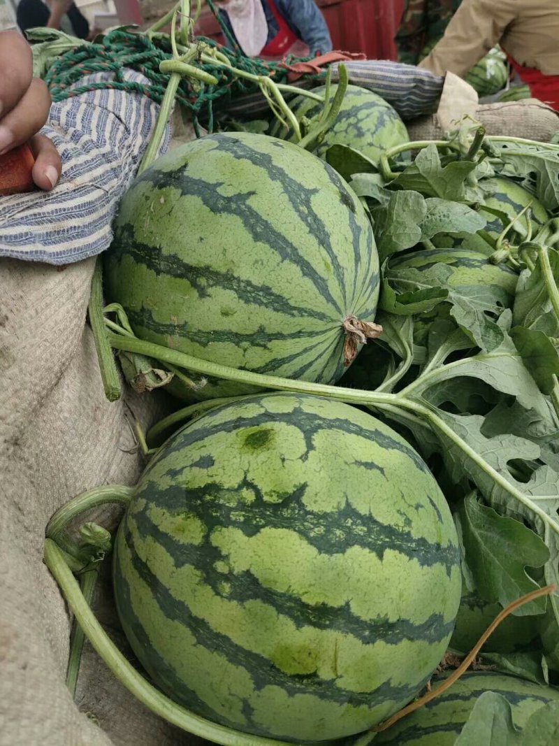 8424西瓜🍉以大量上市...