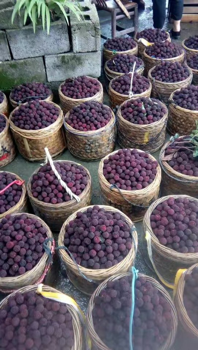 东魁杨梅