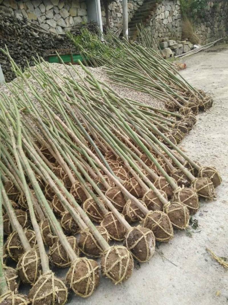 沭阳枫树基地大量销售中，常年批发供应枫树价格优惠