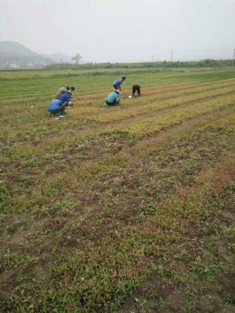 沭阳枫树基地大量销售中，常年批发供应枫树价格优惠