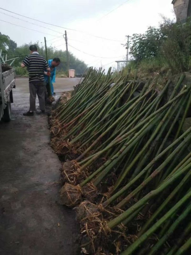 沭阳枫树基地大量销售中，常年批发供应枫树价格优惠