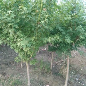 沭阳枫树基地大量销售中，常年批发供应枫树价格优惠