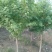 沭阳枫树基地大量销售中，常年批发供应枫树价格优惠