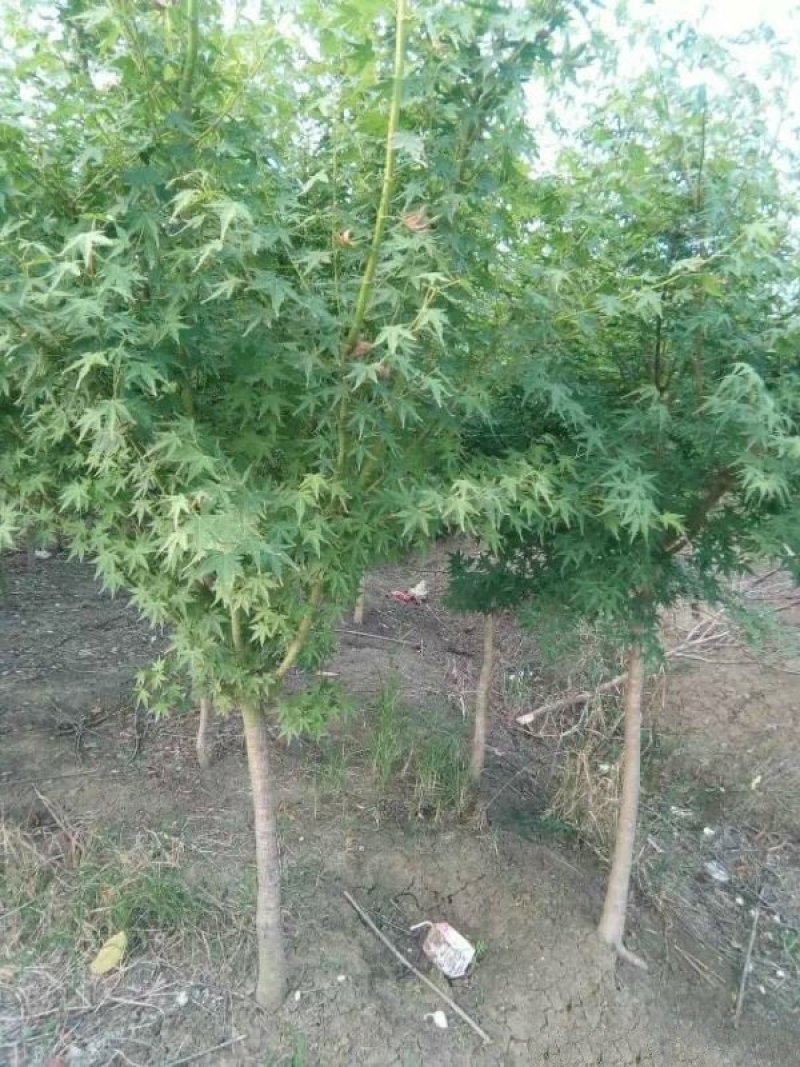 沭阳枫树基地大量销售中，常年批发供应枫树价格优惠