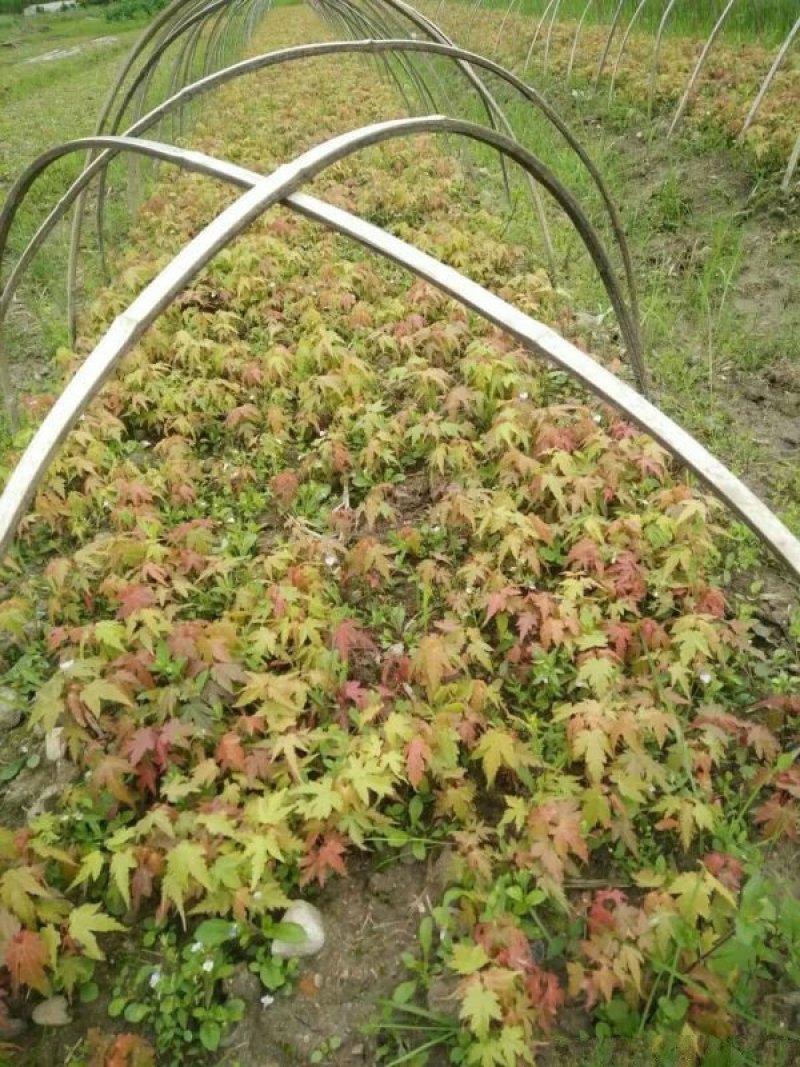 沭阳枫树基地大量销售中，常年批发供应枫树价格优惠