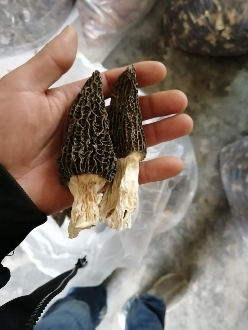 羊肚菌干品