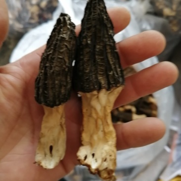 羊肚菌干品