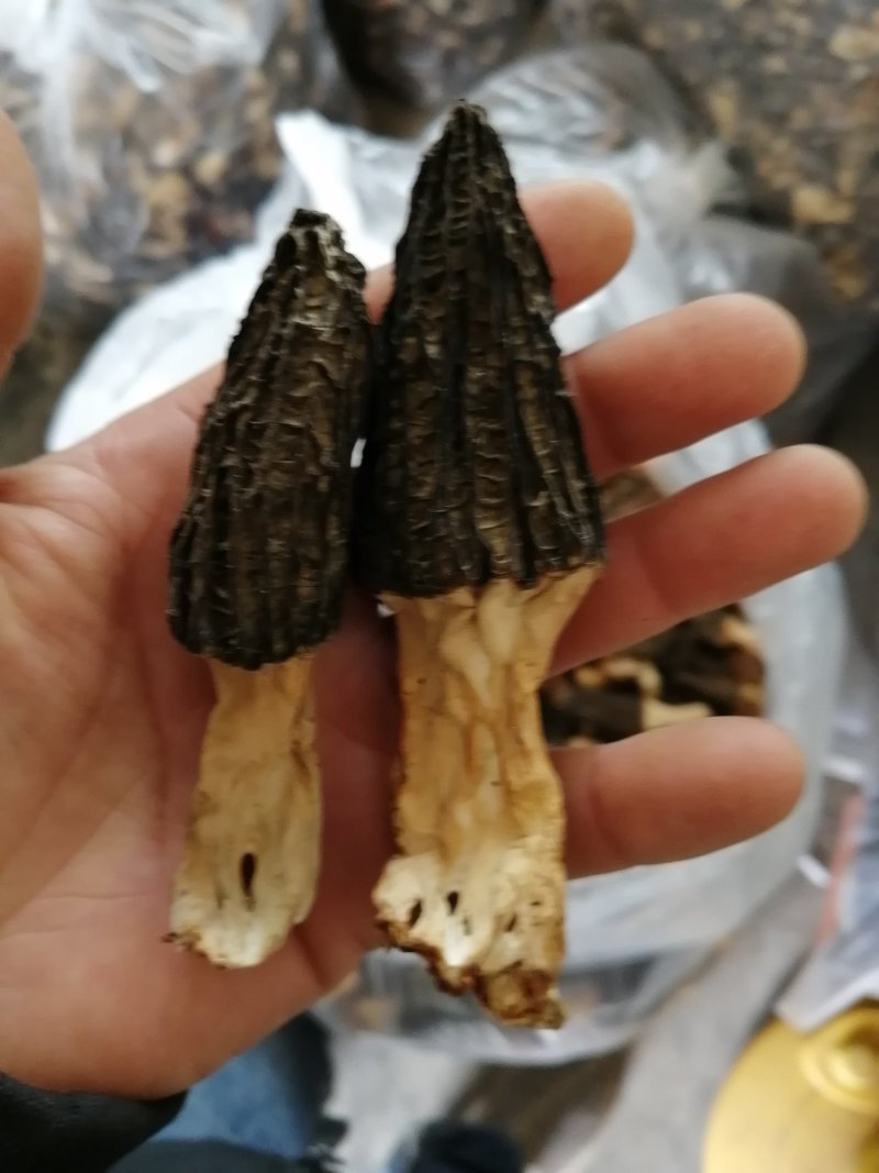 羊肚菌干品